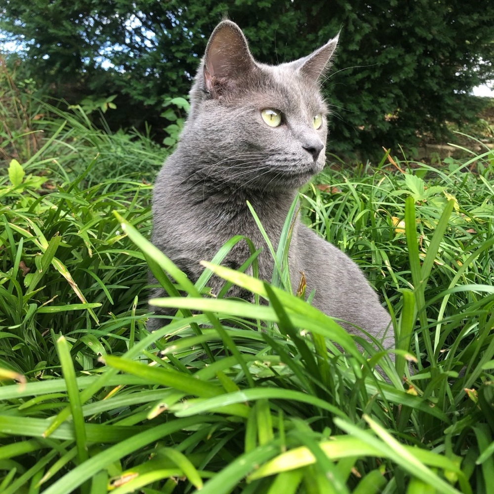 Meet your Posher & our kitties!! - Picture 3 of 16
